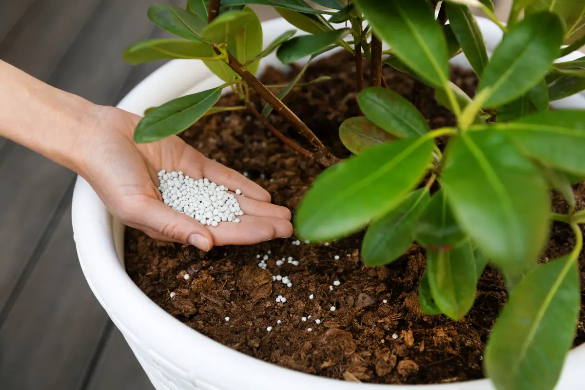 home-made fertilisers