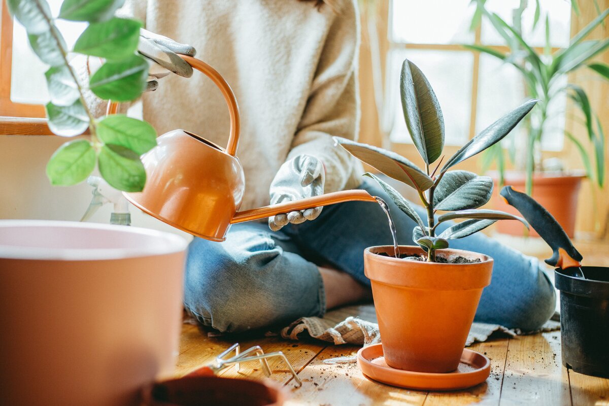 watering houseplants yourself