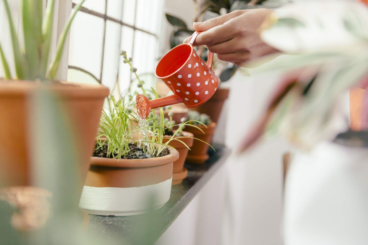 watering houseplants yourself