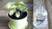 watering houseplants yourself