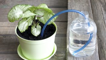 watering houseplants yourself