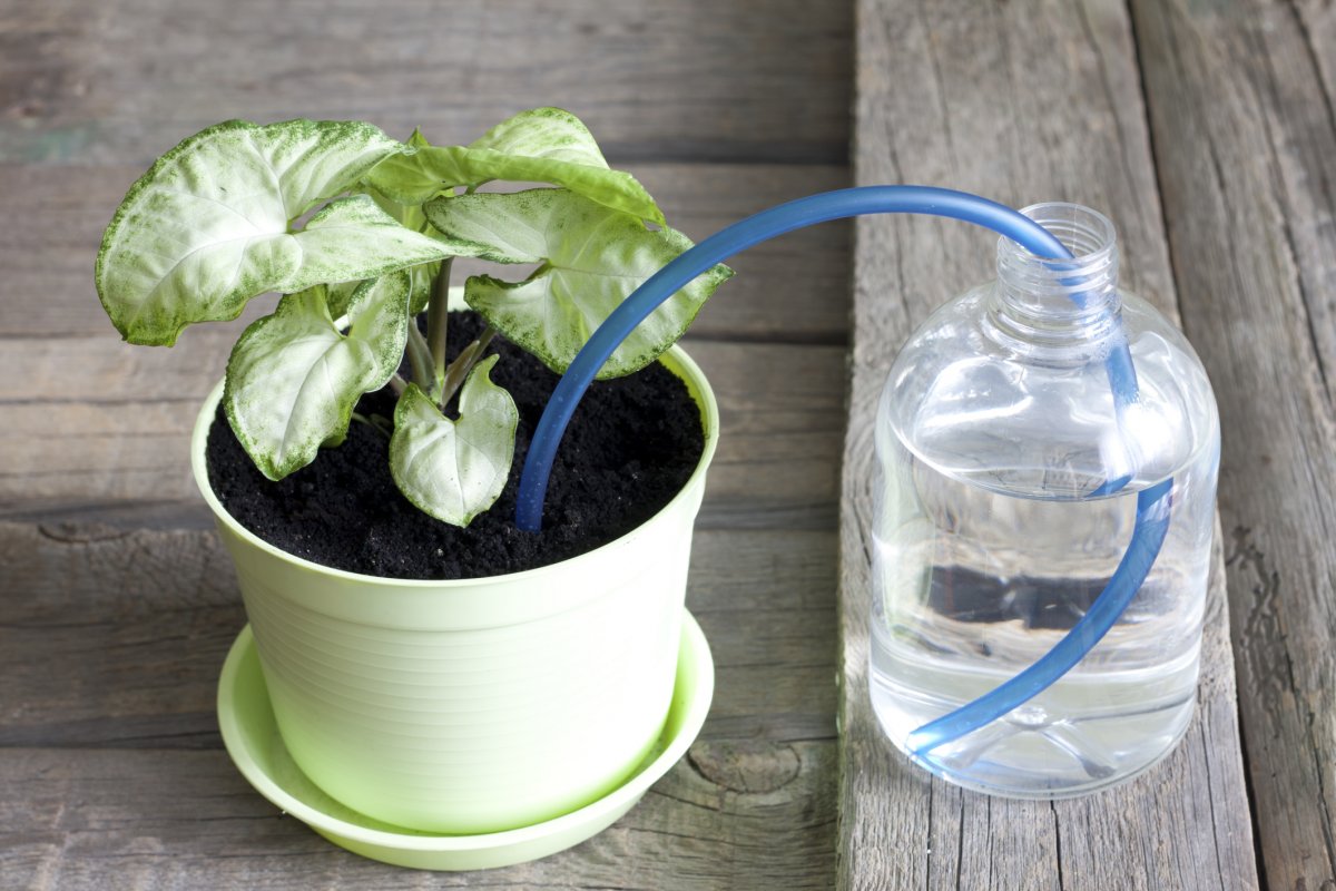 watering houseplants yourself